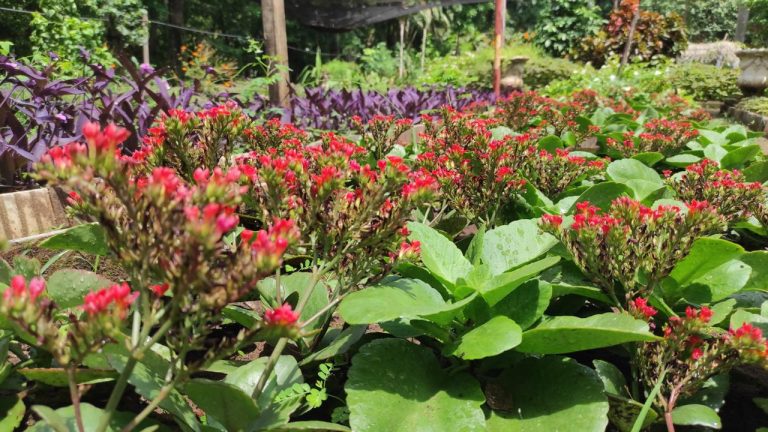 En el vivero Municipal se cultivaron las plantas ornamentales y florales que engalanaron las plazas y paseos centrales de la ciudad, mediante los trabajos de la Dirección de Servicios Urbanos