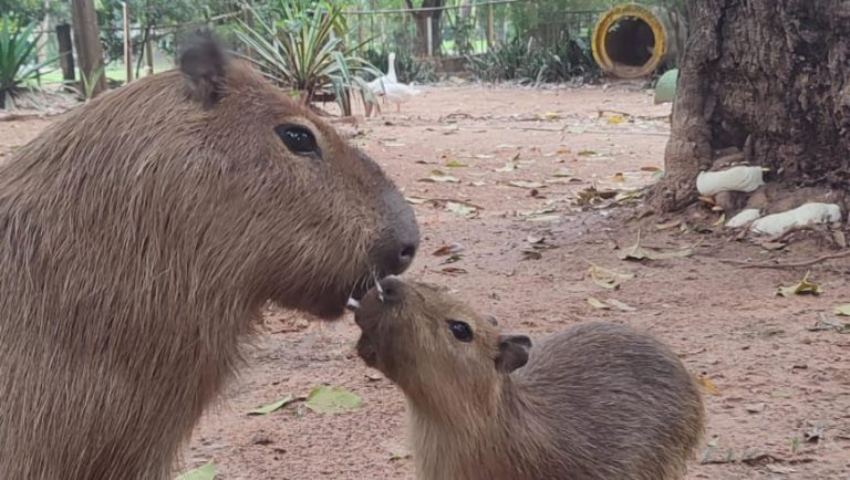 El Jardín Zoológico de Asunción tiene dos nuevos carpinchos, conocidos también como capibaras, que atraen a los pequeños que visitan el lugar